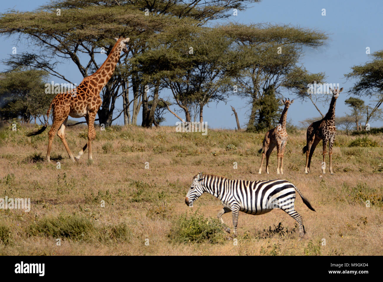 La fauna africana en el Parque Nacional del Serengeti, Tanzania. Foto de stock