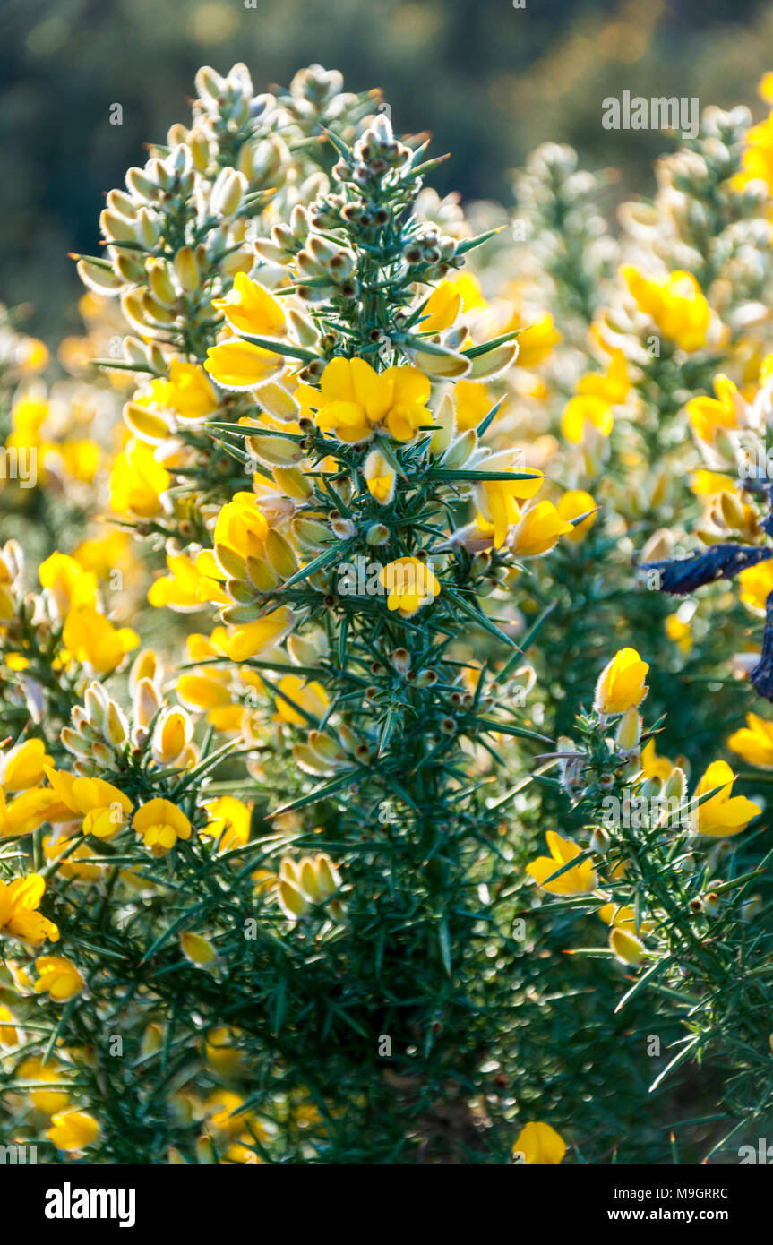 Tojo con flores de color amarillo brillante y duro, espinas agudas. Ulex europaeus Aiteann gallda Fabaceae Foto de stock