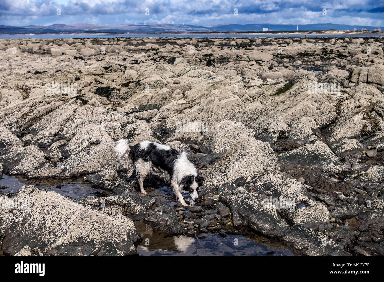 Las algas y las piscinas de rocas en la playa escocesa Foto de stock