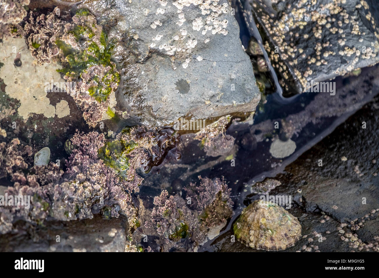 Las algas y las piscinas de rocas en la playa escocesa Foto de stock