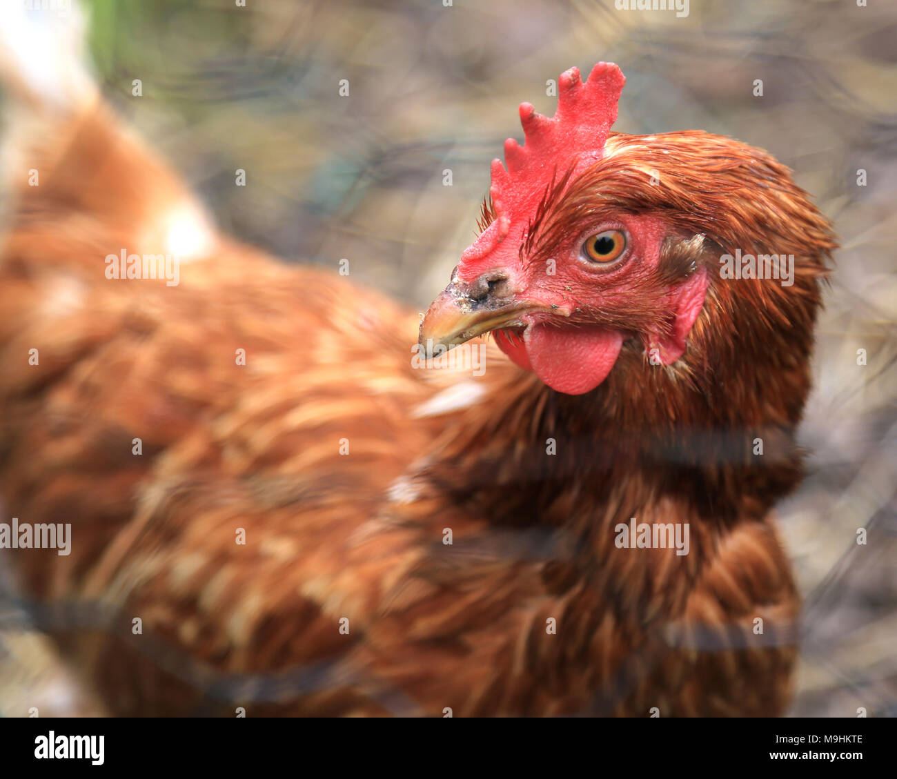 Británico Free Range pollos frescos escoceses Foto de stock