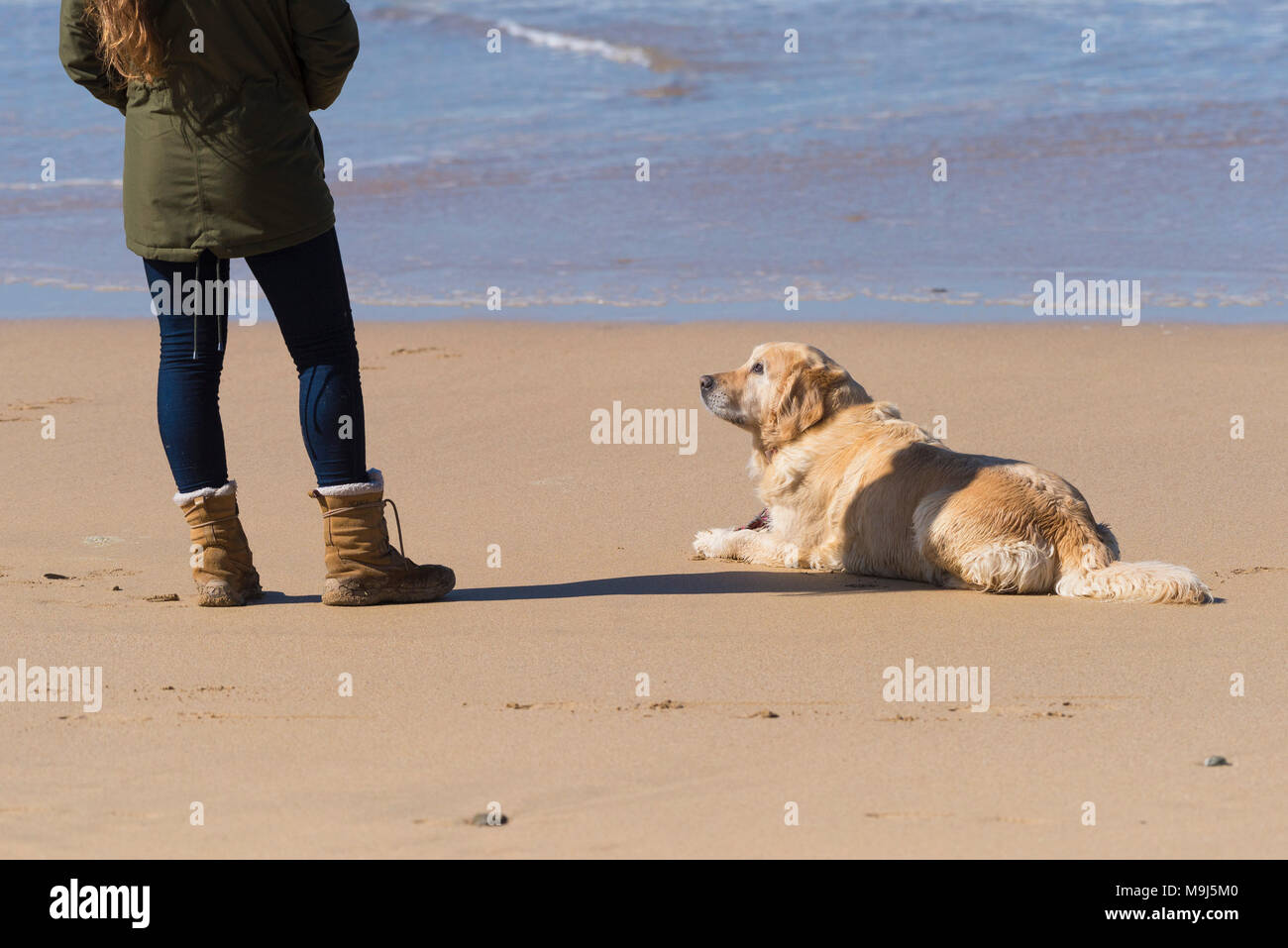 Un perro en una playa mirando a su dueño. Foto de stock