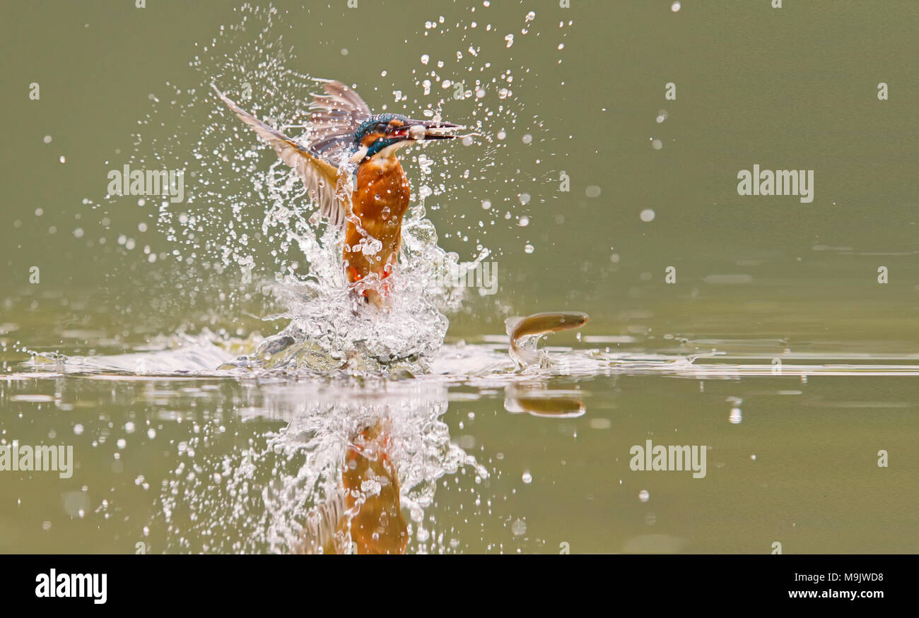 Una Unión Kingfisher elevándose desde el agua con un pez Foto de stock