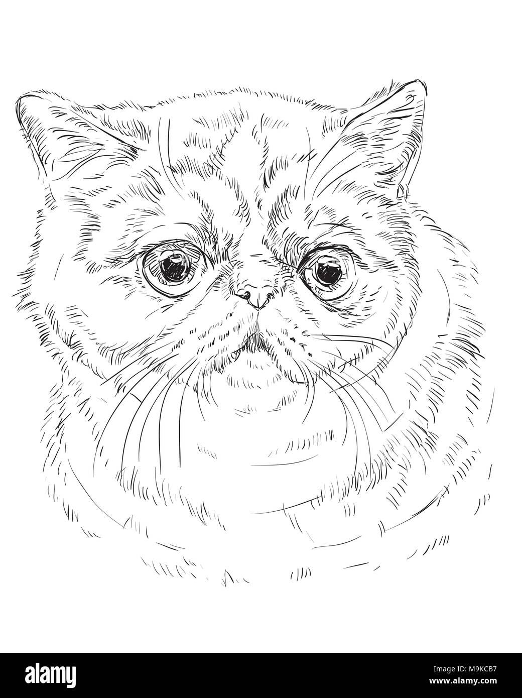 Contorno vectorial monocromo retrato de curiosos y sorprendidos Exotic Shorthair Cat en color negro. Dibujo a mano ilustración aislado en blanco backgroun Ilustración del Vector