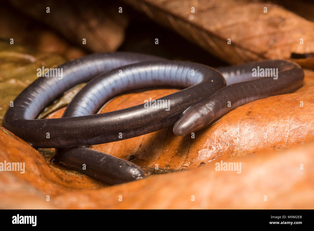 Un anfibios gimnofiones (Caecilia sp.) del Perú. Caecilianas son un grupo poco conocido de anfibios distintas de las Ranas y salamandras. Foto de stock