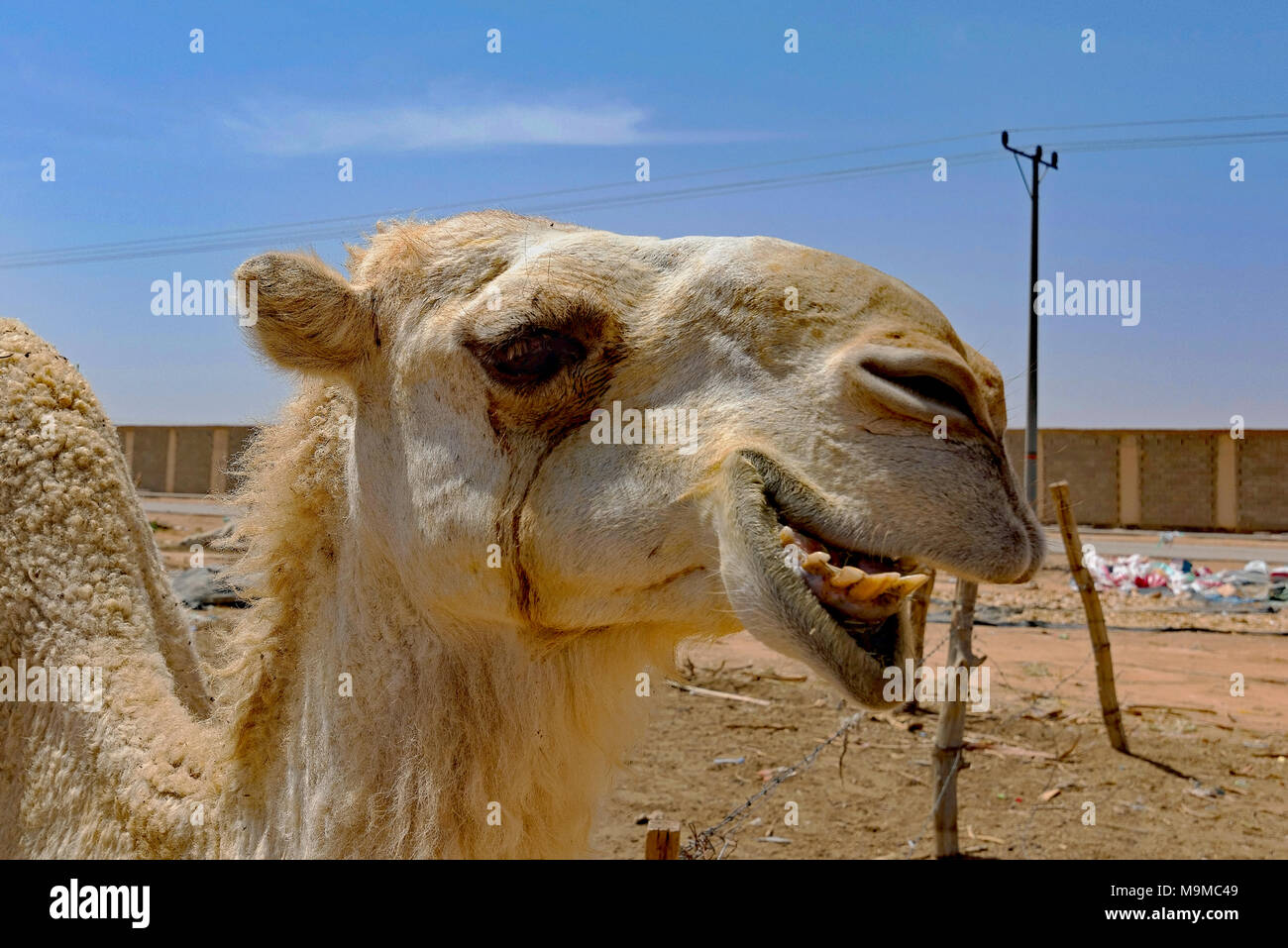 Close-ups de camellos para la venta cerca de Riad, Arabia Saudí. Foto de stock