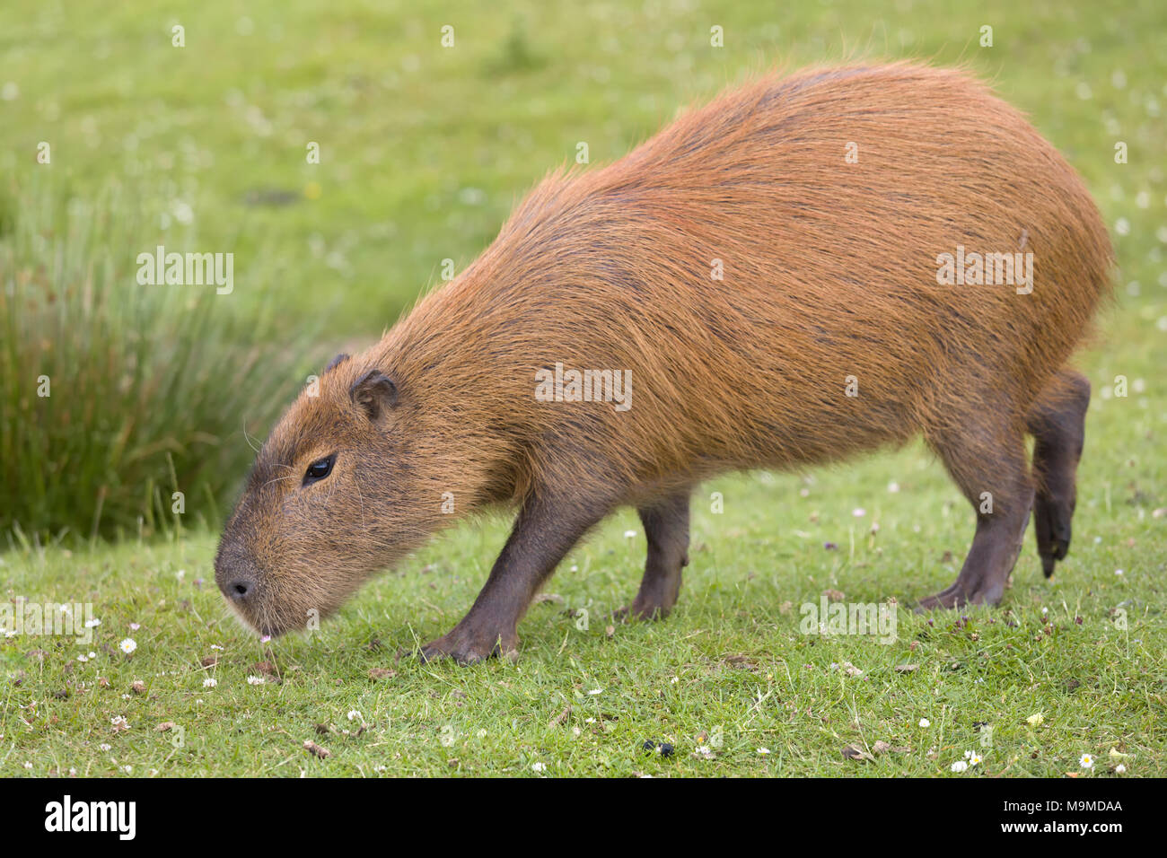 America Del Sur O Carpincho Hydrochaeris Es El Roedor Mas Grande Del Mundo Fotografia De Stock Alamy