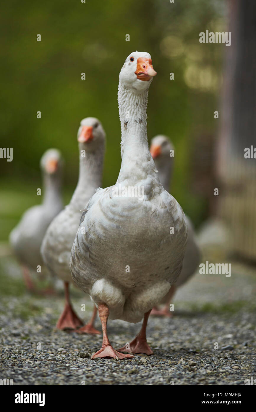 Domestic Goose. Grupo caminando delante de un establo. Baviera, Alemania. Foto de stock