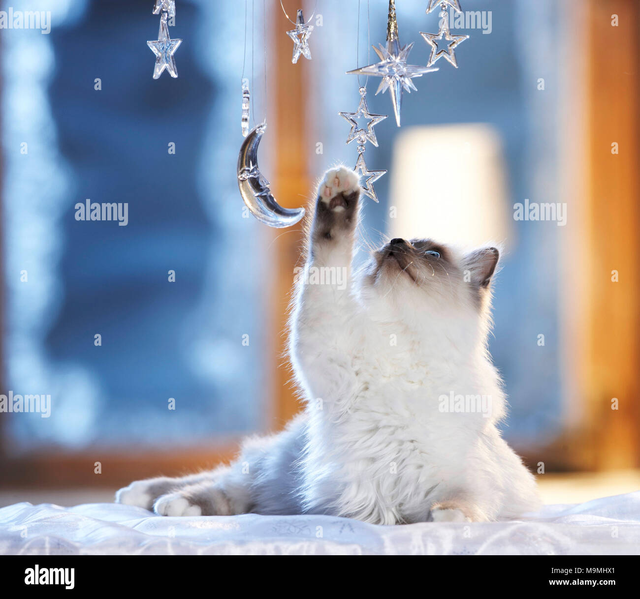 Navidad: gato sagrado de Birmania jugando con la luna y las estrellas de vidrio en una festiva ventana decorada. Alemania Foto de stock