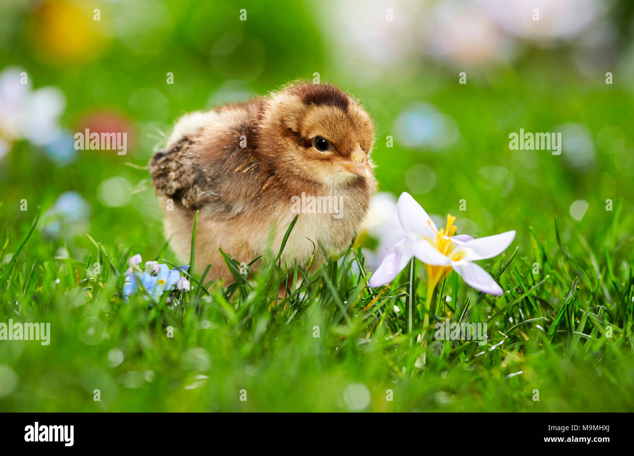 Welsummer pollo. Pollo en pradera de floración en primavera. Alemania Foto de stock