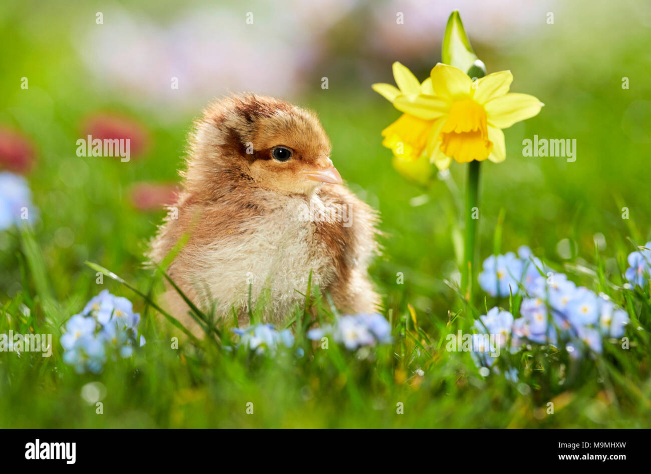 Welsummer pollo. Pollo en pradera de floración en primavera. Alemania Foto de stock