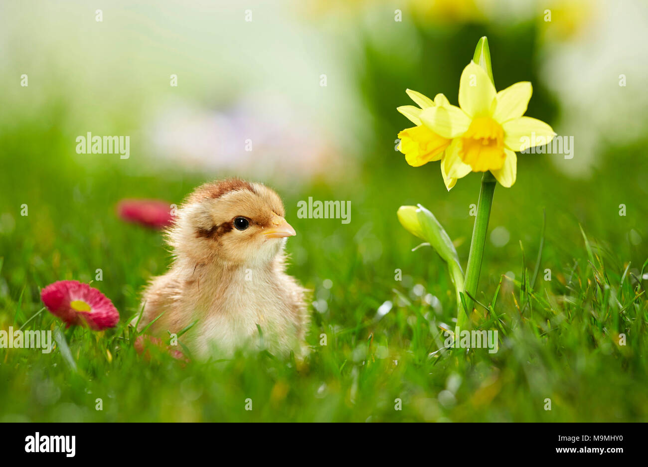 Welsummer pollo. Pollo en pradera de floración en primavera. Alemania Foto de stock
