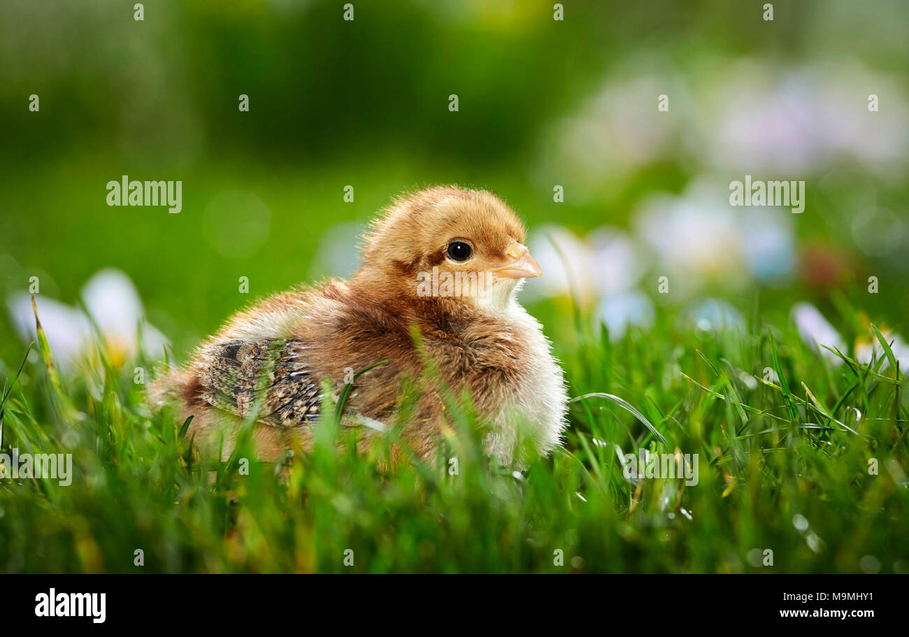 Welsummer pollo. Pollo en pradera de floración en primavera. Alemania Foto de stock