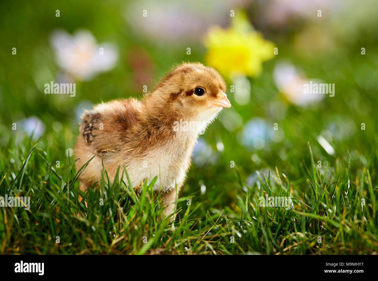 Welsummer pollo. Pollo en pradera de floración en primavera. Alemania Foto de stock