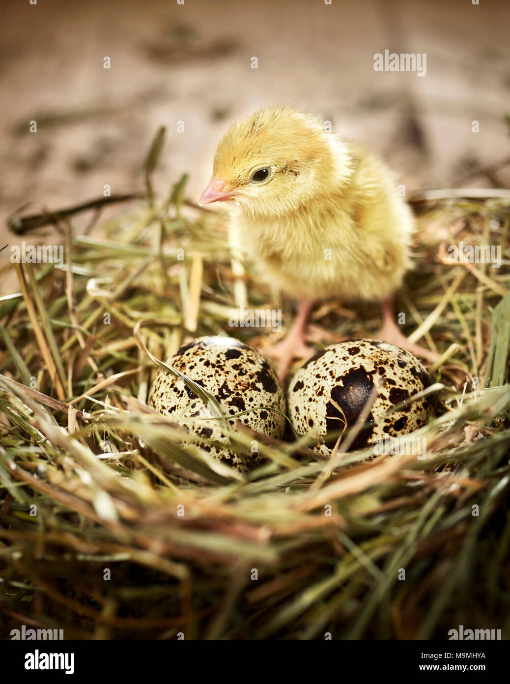 La codorniz común (Coturnix coturnix). Chick en nido con huevos. Alemania Foto de stock