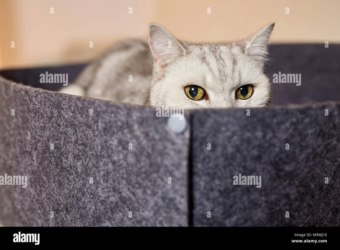 British Shorthair cat. Atigrado adulto tumbado pet cama hecha de fieltro. Alemania Foto de stock