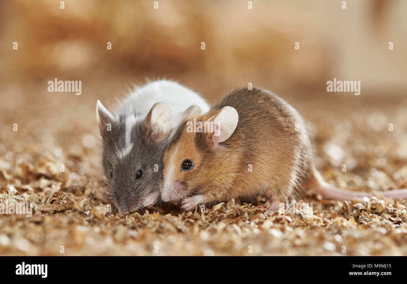 Elegante ratón. Par de machos adultos uno junto al otro, de comer. Alemania Foto de stock
