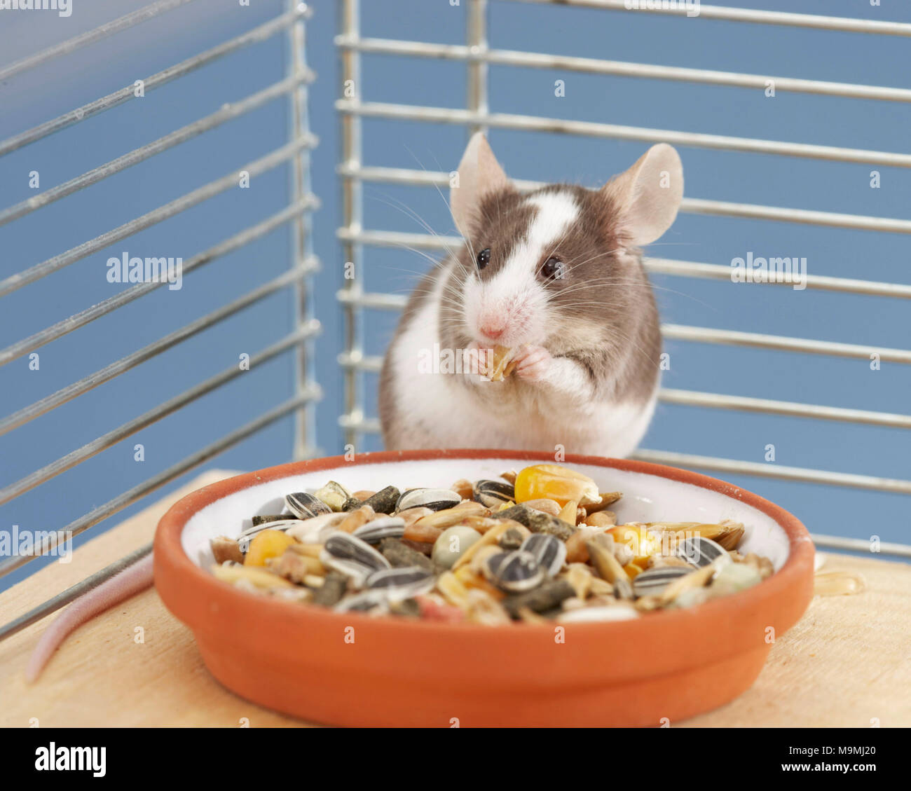 Elegante ratón. Macho en una jaula, comer de un tazón de alimentación. Alemania Foto de stock