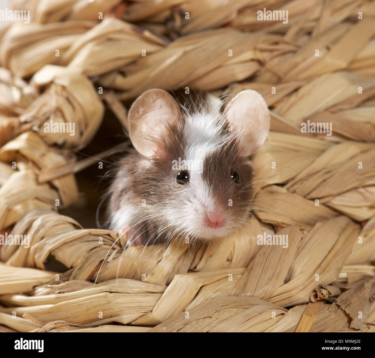 Elegante ratón en una canasta. Alemania.. Foto de stock