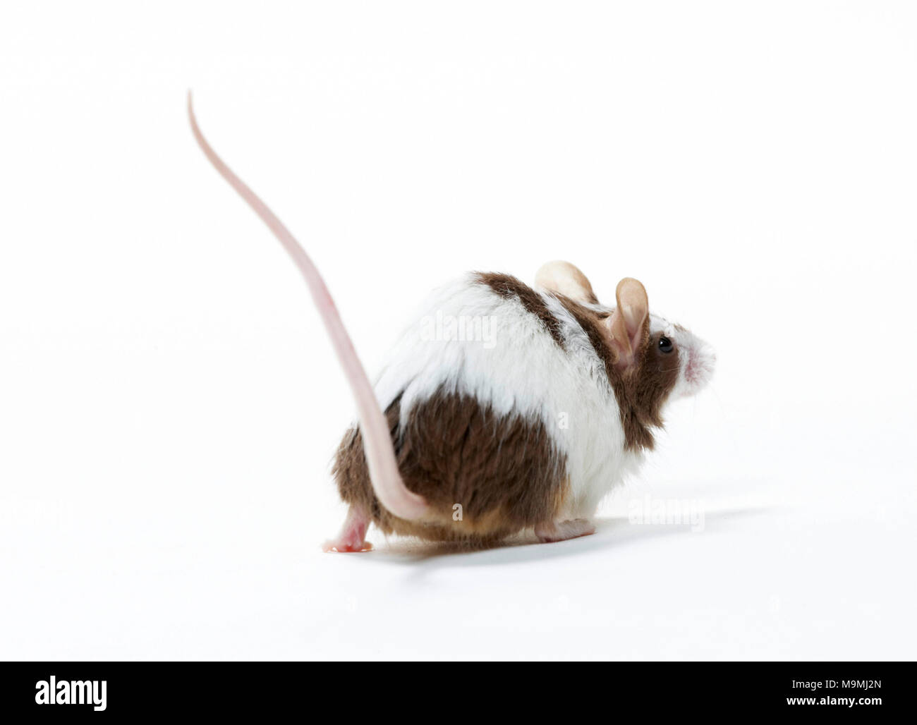 Elegante ratón. Caminar adulto bicolor, visto desde la parte trasera. Studio picture contra un fondo blanco. Foto de stock