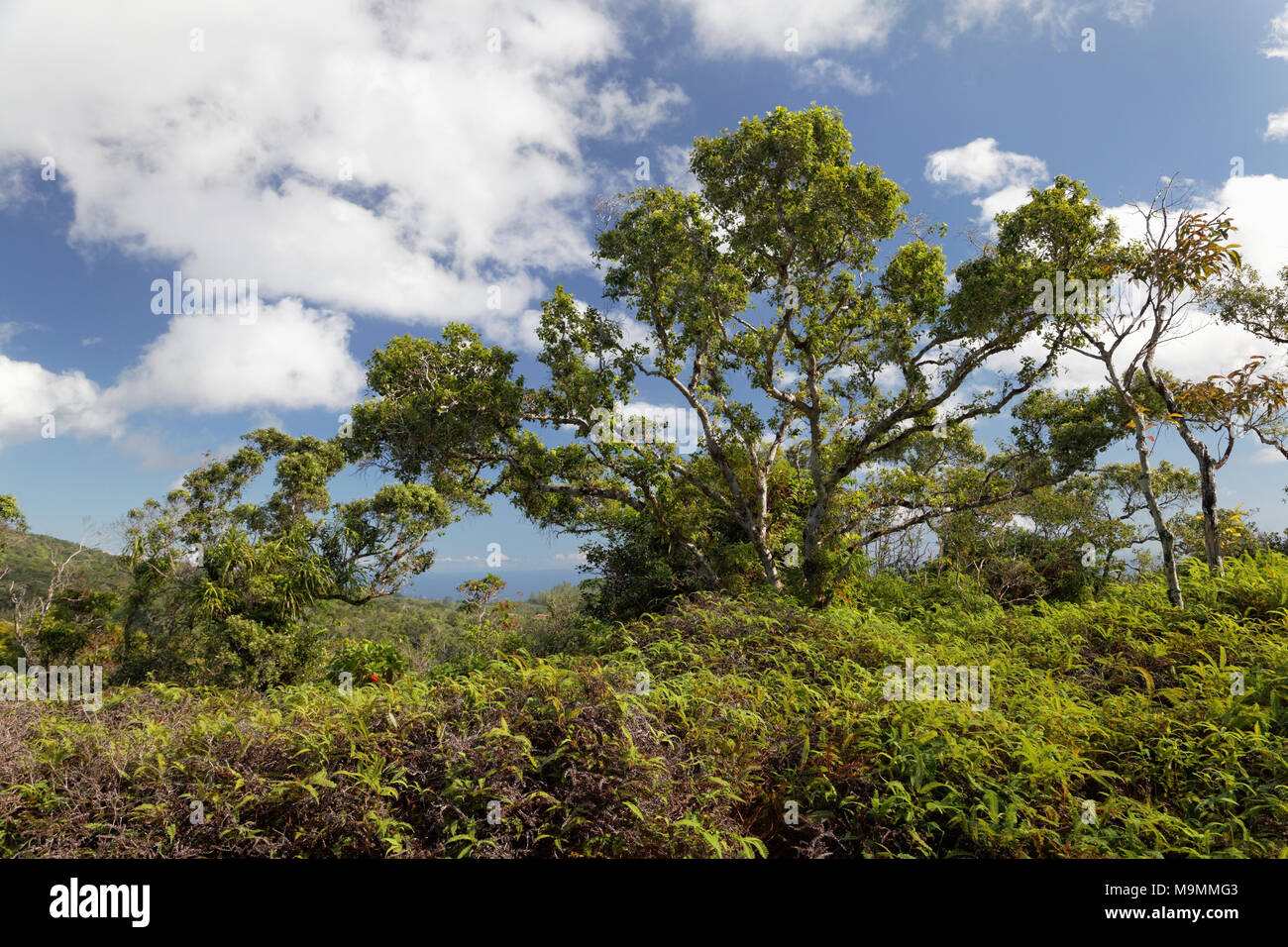 Densa vegetación con helechos y árboles, la Meseta de Taravao, Tahití Iti, Islas Sociedad, Polinesia Francesa, las Islas de Barlovento Foto de stock