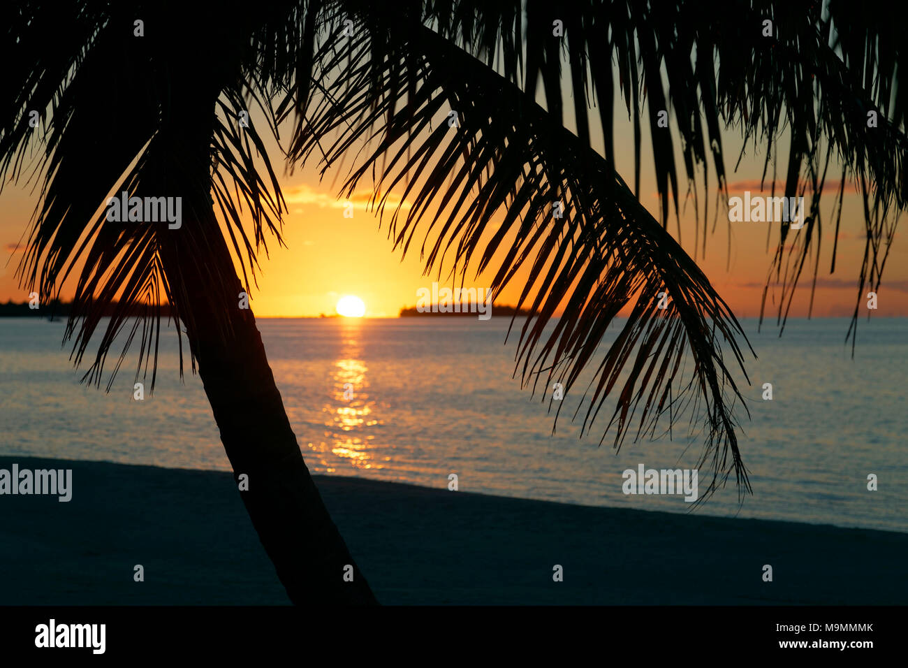 Palmera en la playa al anochecer, Tikehau Atolón Archipiélago Tuamotu, Islas Sociedad, Polinesia Francesa, las Islas de Barlovento Foto de stock