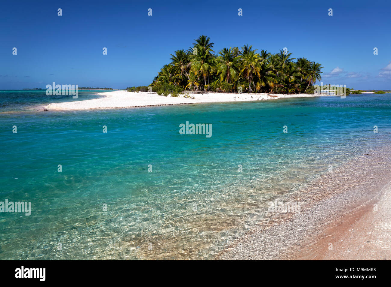 Isla Desierta, playa con palmeras, Tikehau Atolón Archipiélago Tuamotu, Islas Sociedad, Polinesia Francesa, las Islas de Barlovento Foto de stock