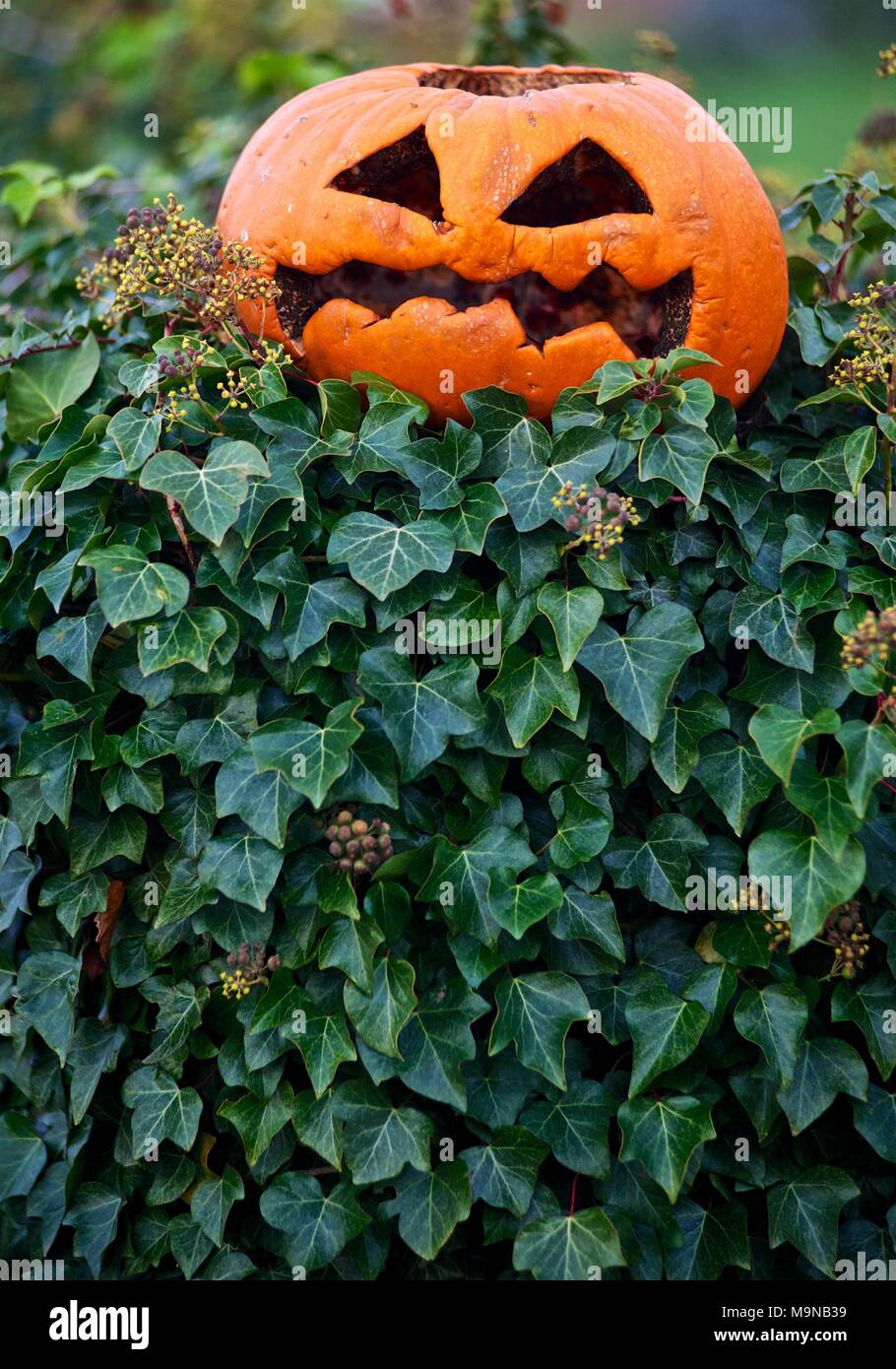 Naranja calabaza de Halloween tallada cara de miedo en el muro cubierto de hiedra en Shrewsbury, Shropshire, Inglaterra Foto de stock