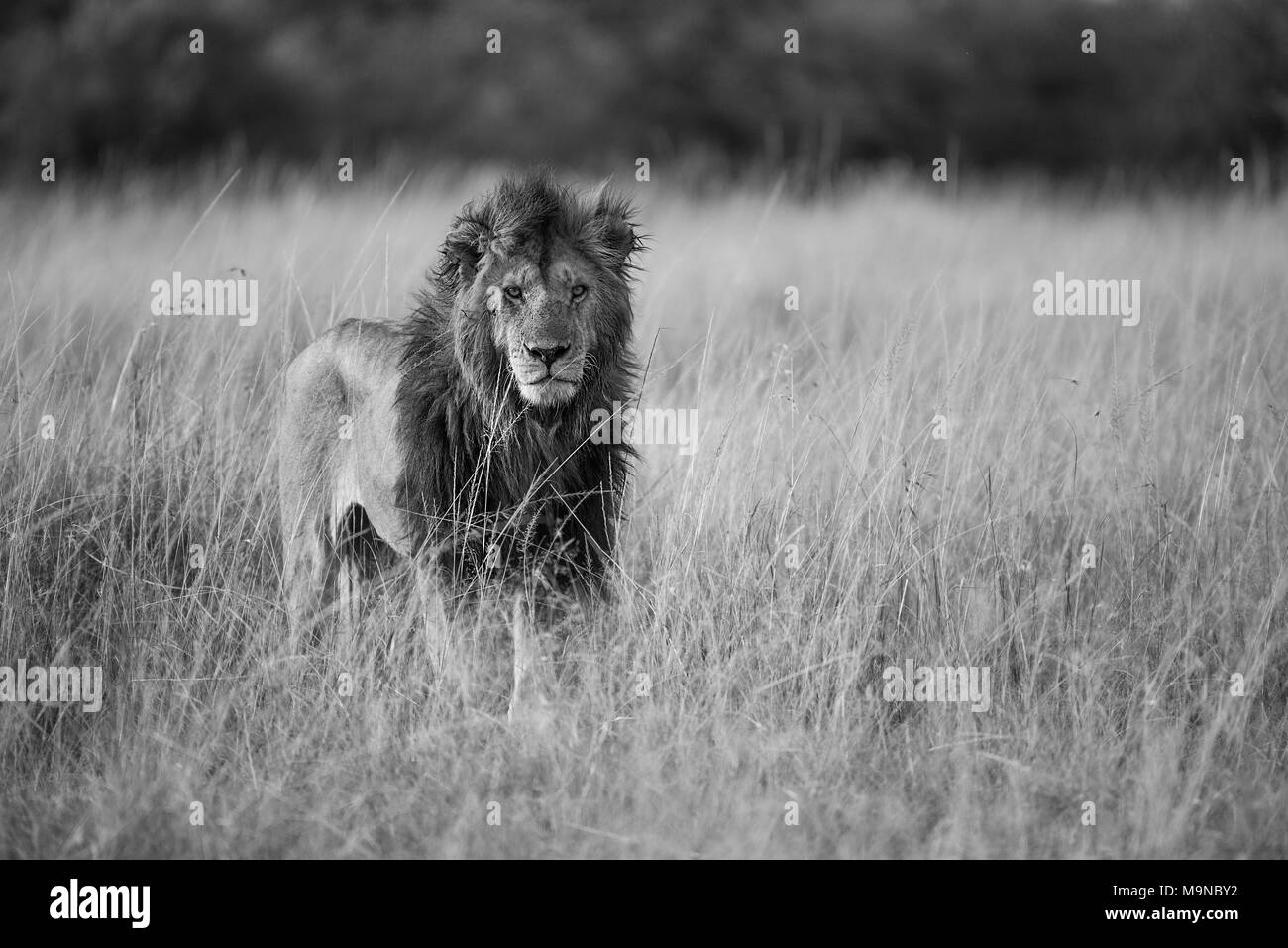 León Africano en Savannah en blanco y negro Foto de stock