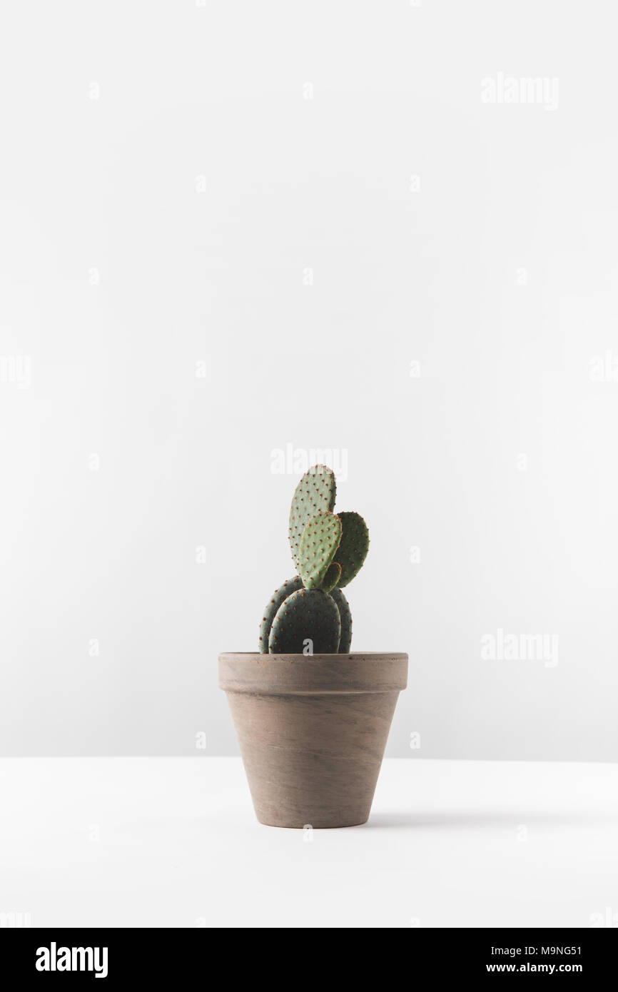 Vista cercana de hermoso verde cactus en maceta en blanco Foto de stock