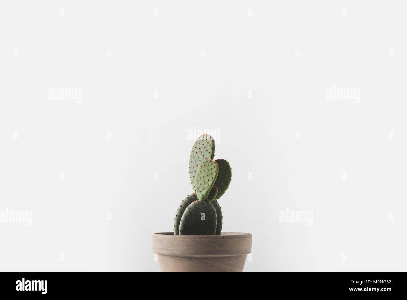Vista cercana de hermoso verde cactus en maceta aislado en blanco Foto de stock