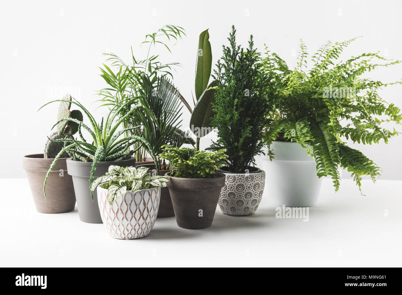 Varias hermosas plantas en macetas verde sobre blanco Foto de stock