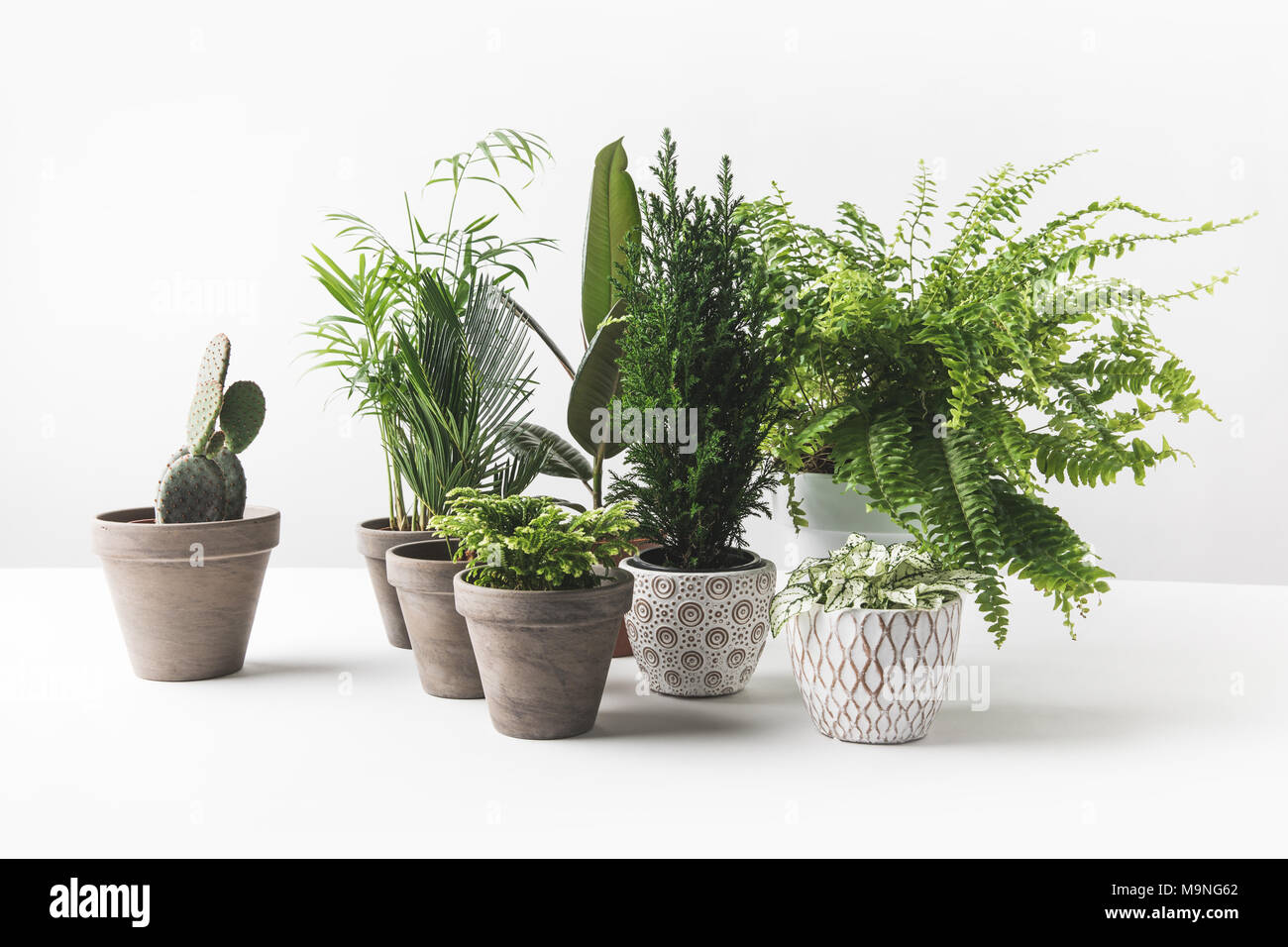 Vista cercana de diversos verdes y hermosas plantas de interior en macetas sobre blanco Foto de stock