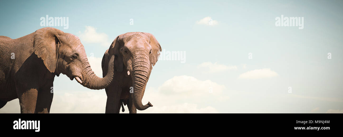 Imagen compuesta de los elefantes salvajes de pastoreo en los pastizales Foto de stock