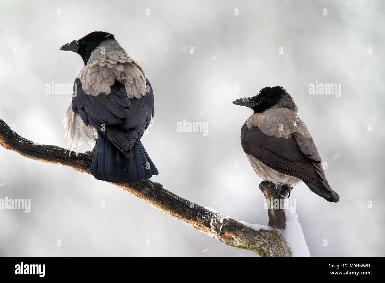 Dos cuervos / sudaderas con capucha (Corvus cornix) encaramado en la rama en invierno durante las nevadas Foto de stock