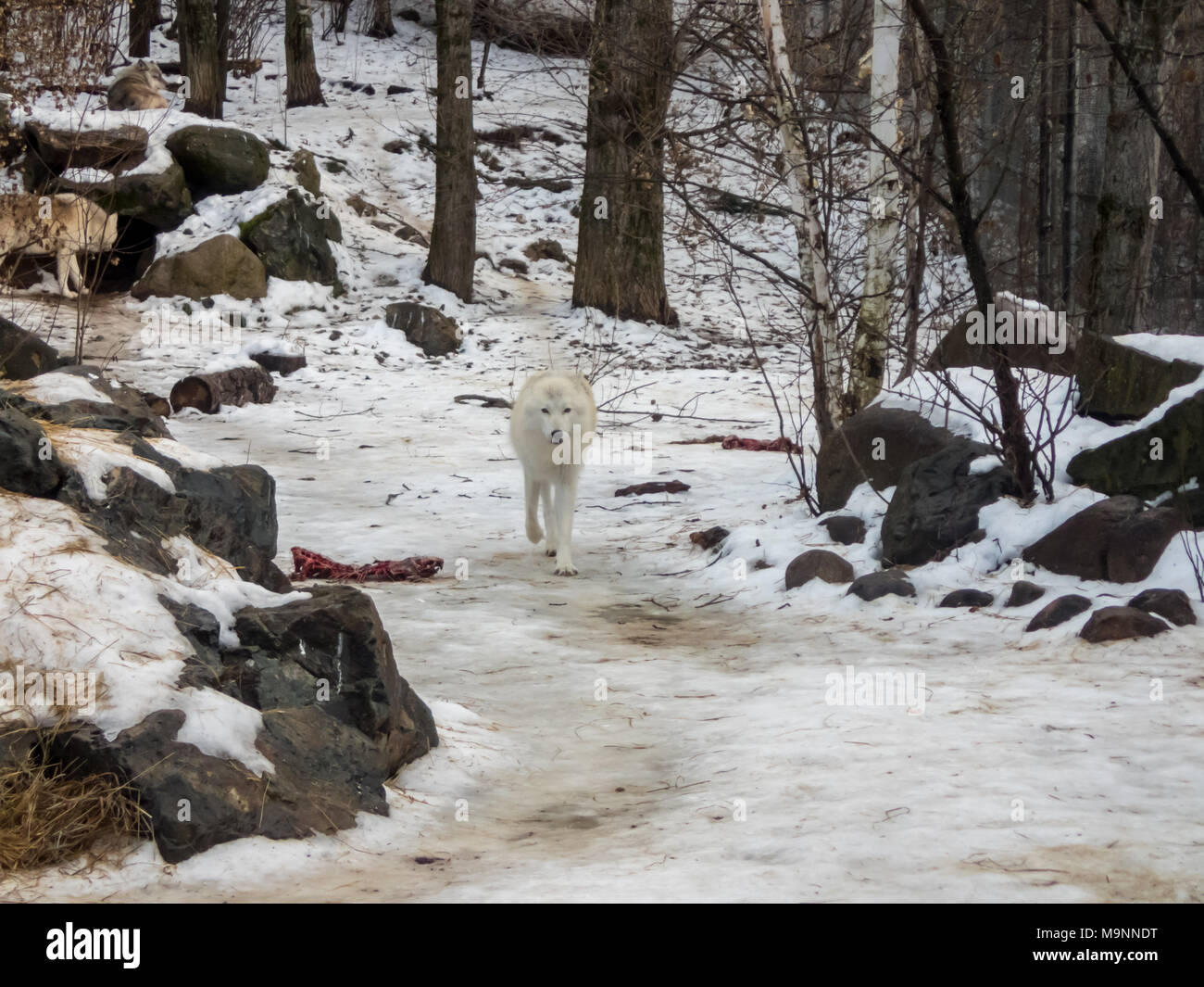 Lobo en blanco abrigo en international wolf center pasa comida dejó para él Foto de stock