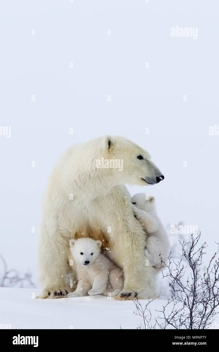 Mamá y cachorros de oso polar Foto de stock