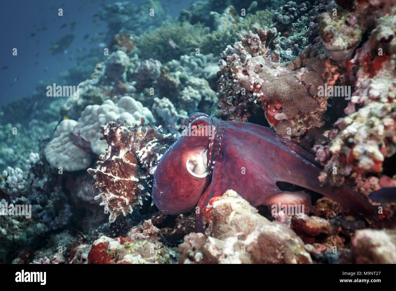 2 pulpos de apareamiento y destellos de colores y texturas en su cuerpo en un arrecife de coral tropical Foto de stock