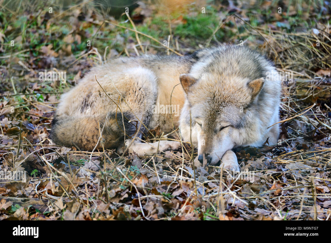 Dormir Unión lobo gris o madera el lobo (Canis lupus) en el centro de venado escocés, Arco de Cupar, Fife, Escocia, Reino Unido Foto de stock