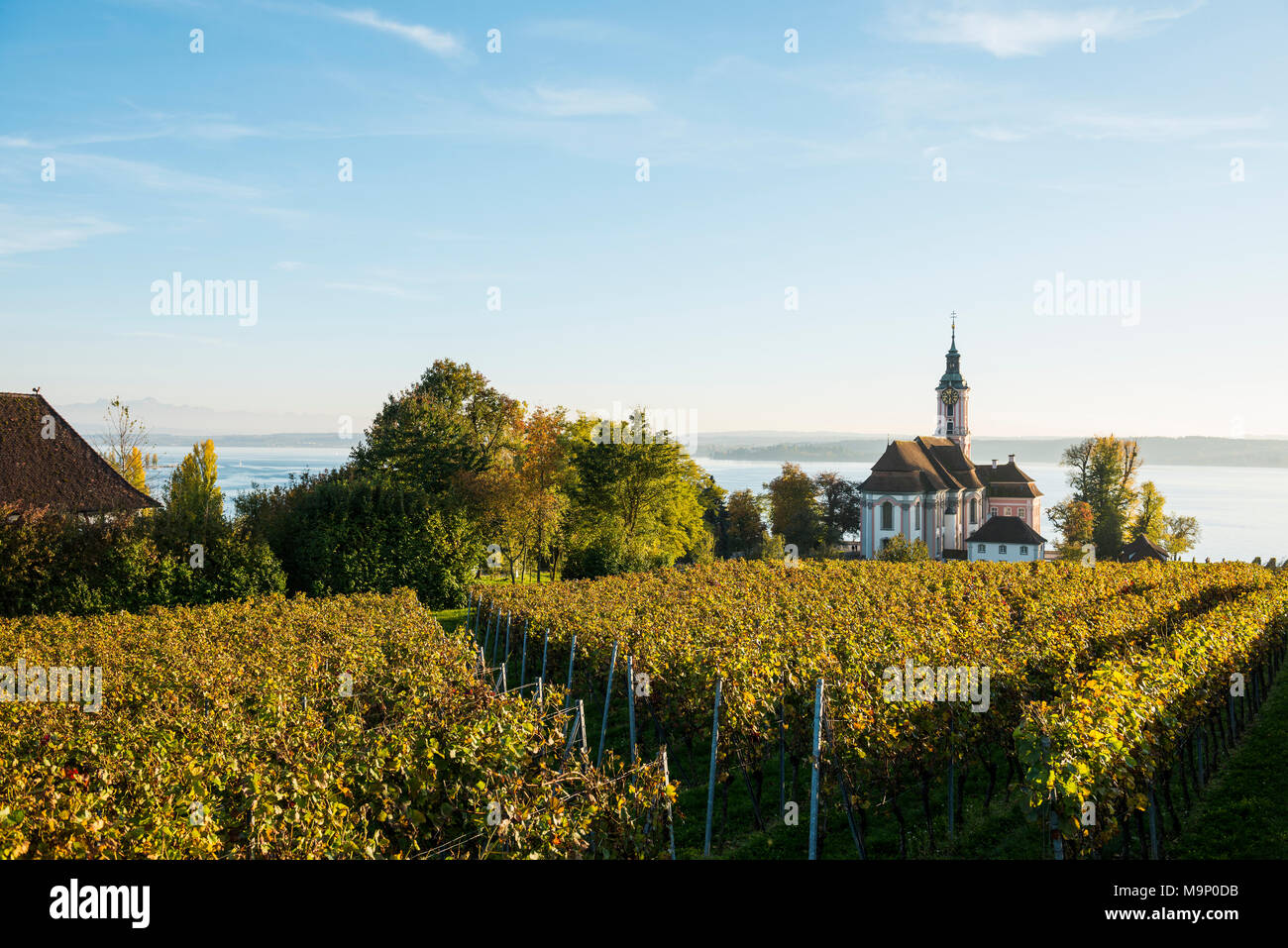 La iglesia de peregrinación Birnau) con viñedos en otoño, luz del atardecer, Uhldingen-Mühlhofen, el lago de Constanza, en el Estado federado de Baden-Württemberg Foto de stock