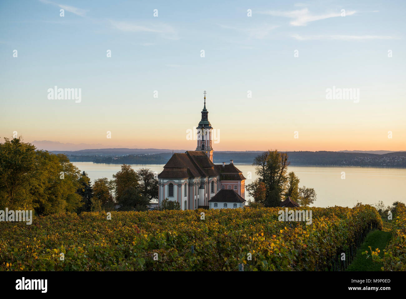 La iglesia de peregrinación Birnau) con viñedos en otoño, luz del atardecer, Uhldingen-Mühlhofen, el lago de Constanza, en el Estado federado de Baden-Württemberg Foto de stock