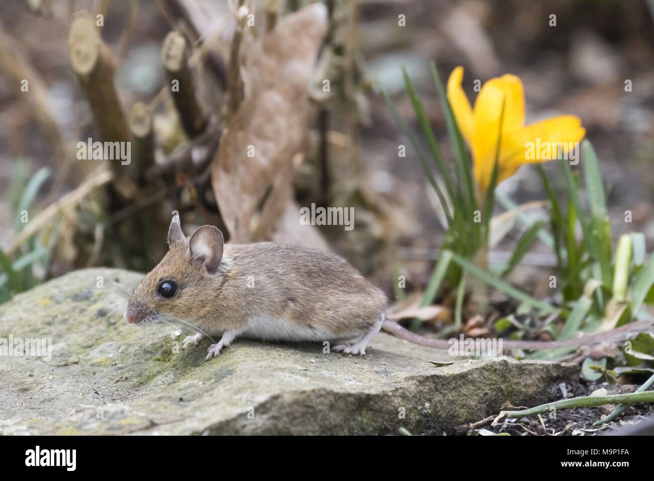 Ratón de cuello amarillo (Apodemus flavicollis), Hesse, Alemania Foto de stock