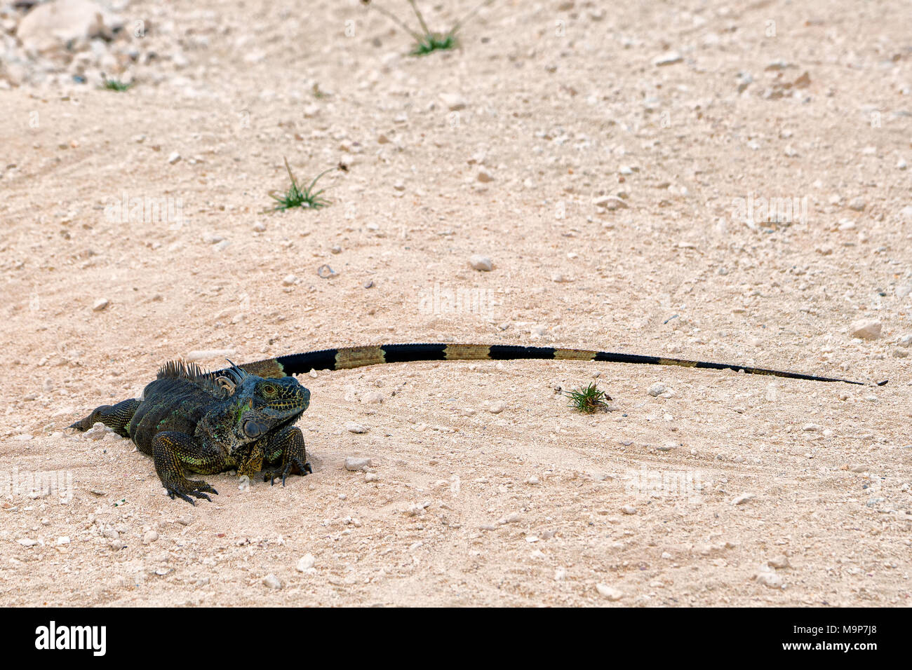- Grand Cayman Lguanidae Foto de stock