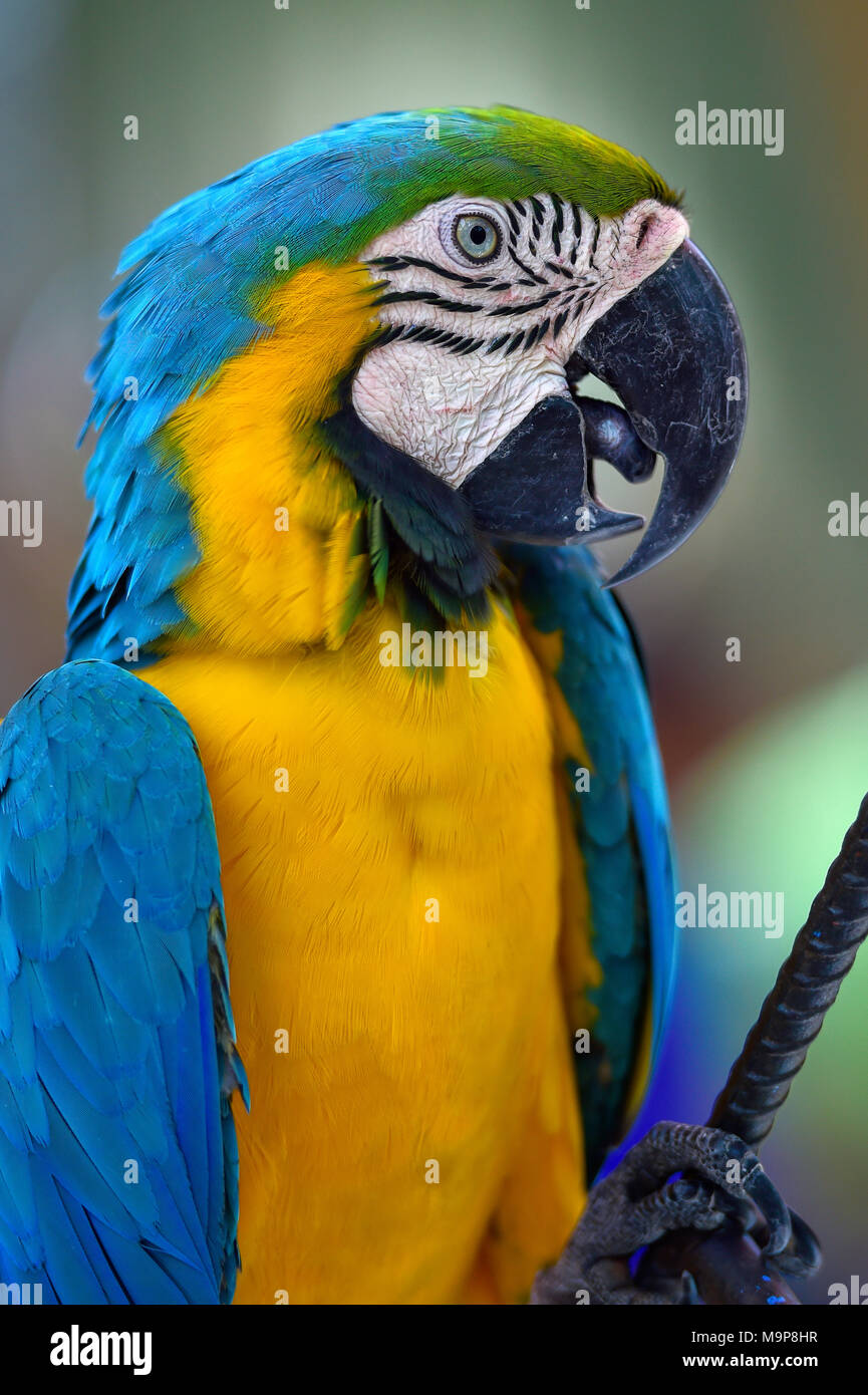 Guacamayo azul y amarillo (Ara ararauna), retrato animal, cautiva, Foto de stock