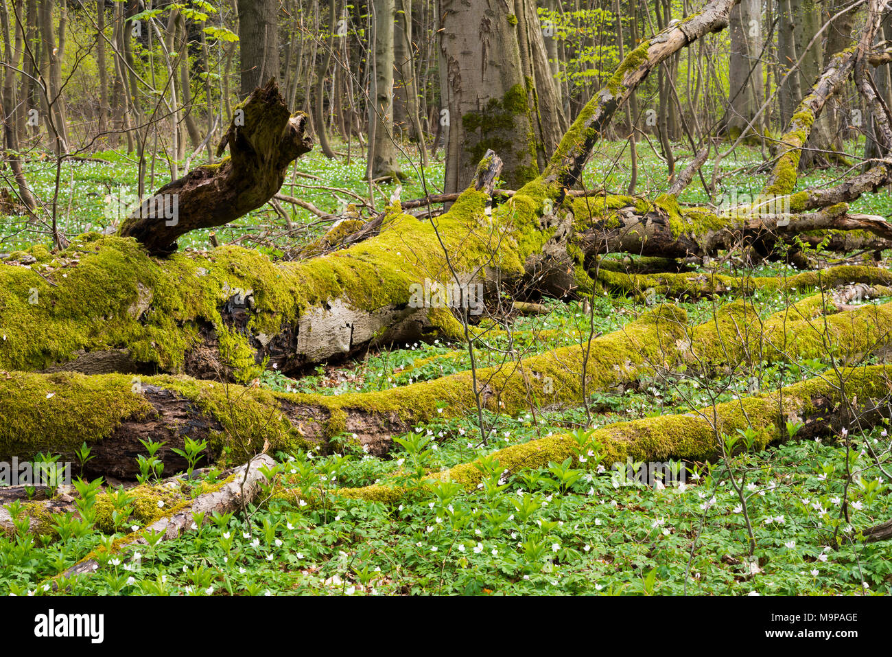 Muertos comunes cubiertos de musgo haya (Fagus sylvatica), muerta, el Parque Nacional de Hainich, Turingia, Alemania Foto de stock