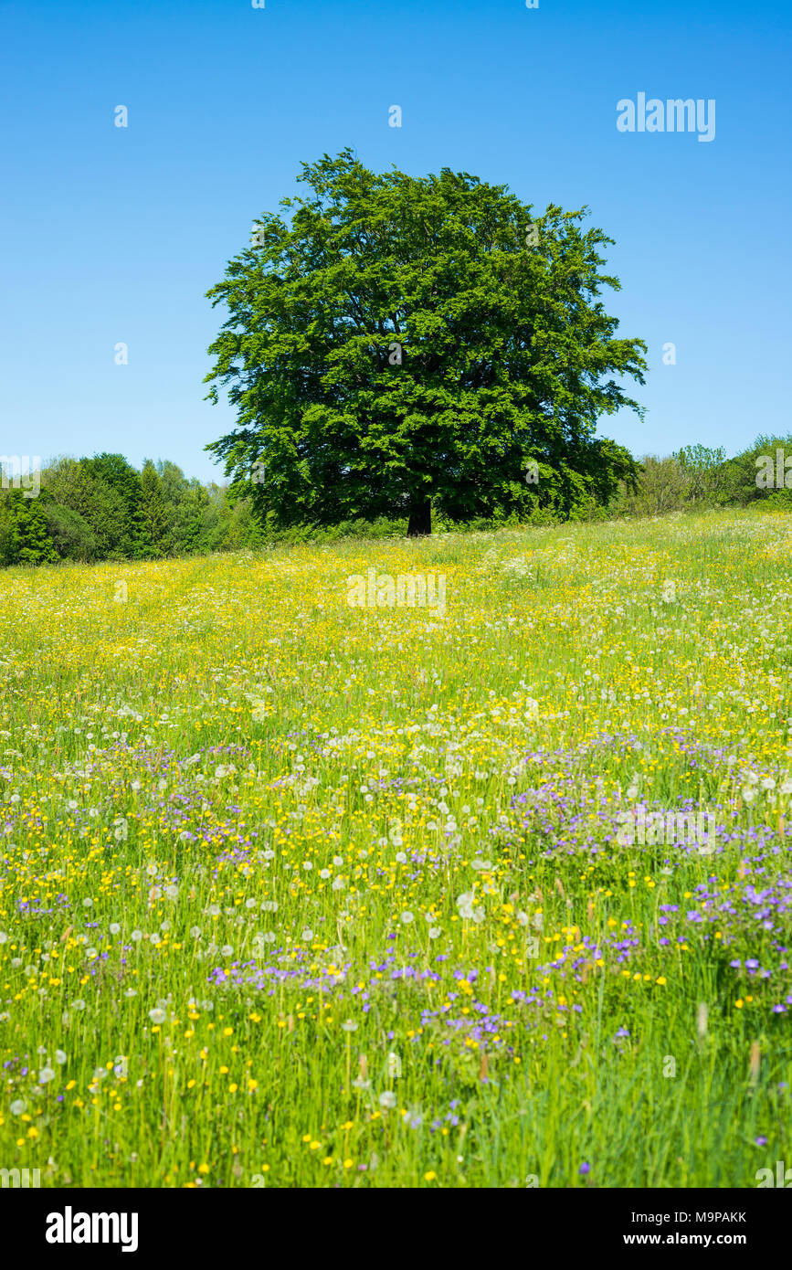 Comunes De haya (Fagus sylvatica) se erige en florecimiento meadow, Reserva de la Biosfera Rhön, Hesse, Alemania Foto de stock