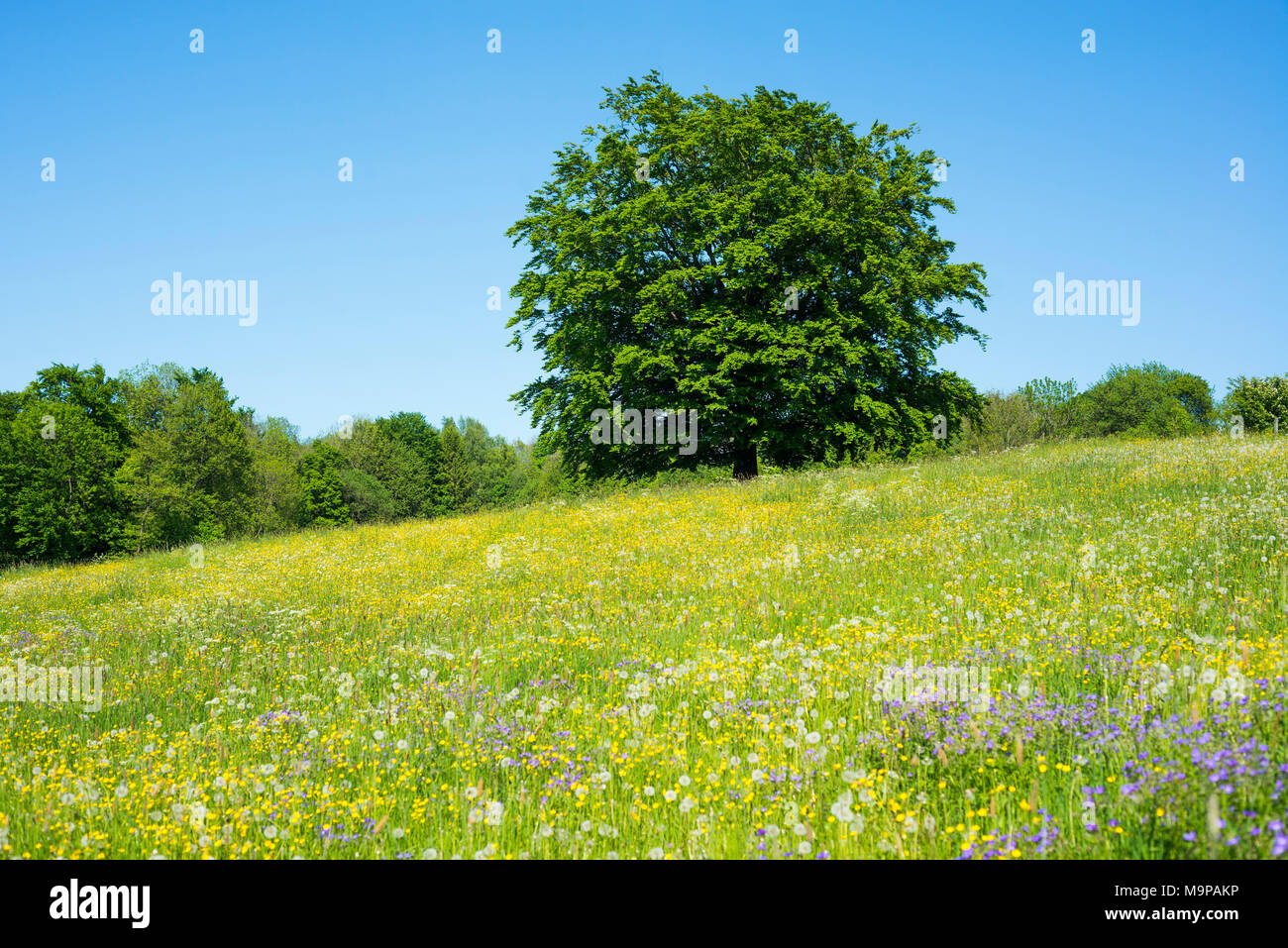 Comunes De haya (Fagus sylvatica) se erige en florecimiento meadow, Reserva de la Biosfera Rhön, Hesse, Alemania Foto de stock