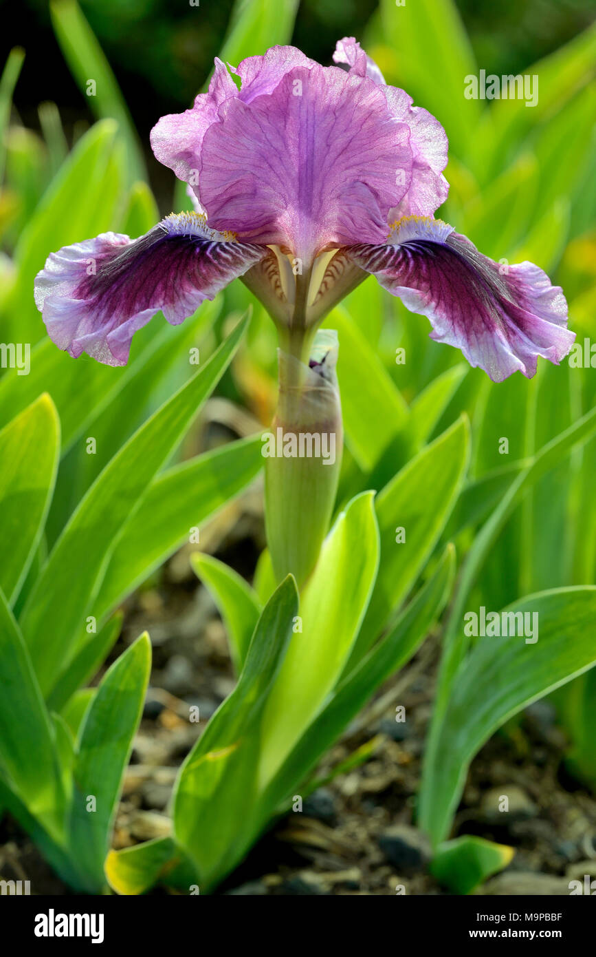 Bajo la barba (Iris barbata), flor morada, Renania del Norte-Westfalia,  Alemania Fotografía de stock - Alamy
