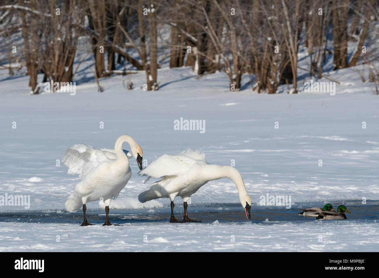 Trumpeter cisnes (Cygnus buccinator) y patos (Anas platyrhynchos) Río Santa Cruz. WI, USA, a principios de enero, por Dominique Braud/Dembinsky Foto A Foto de stock