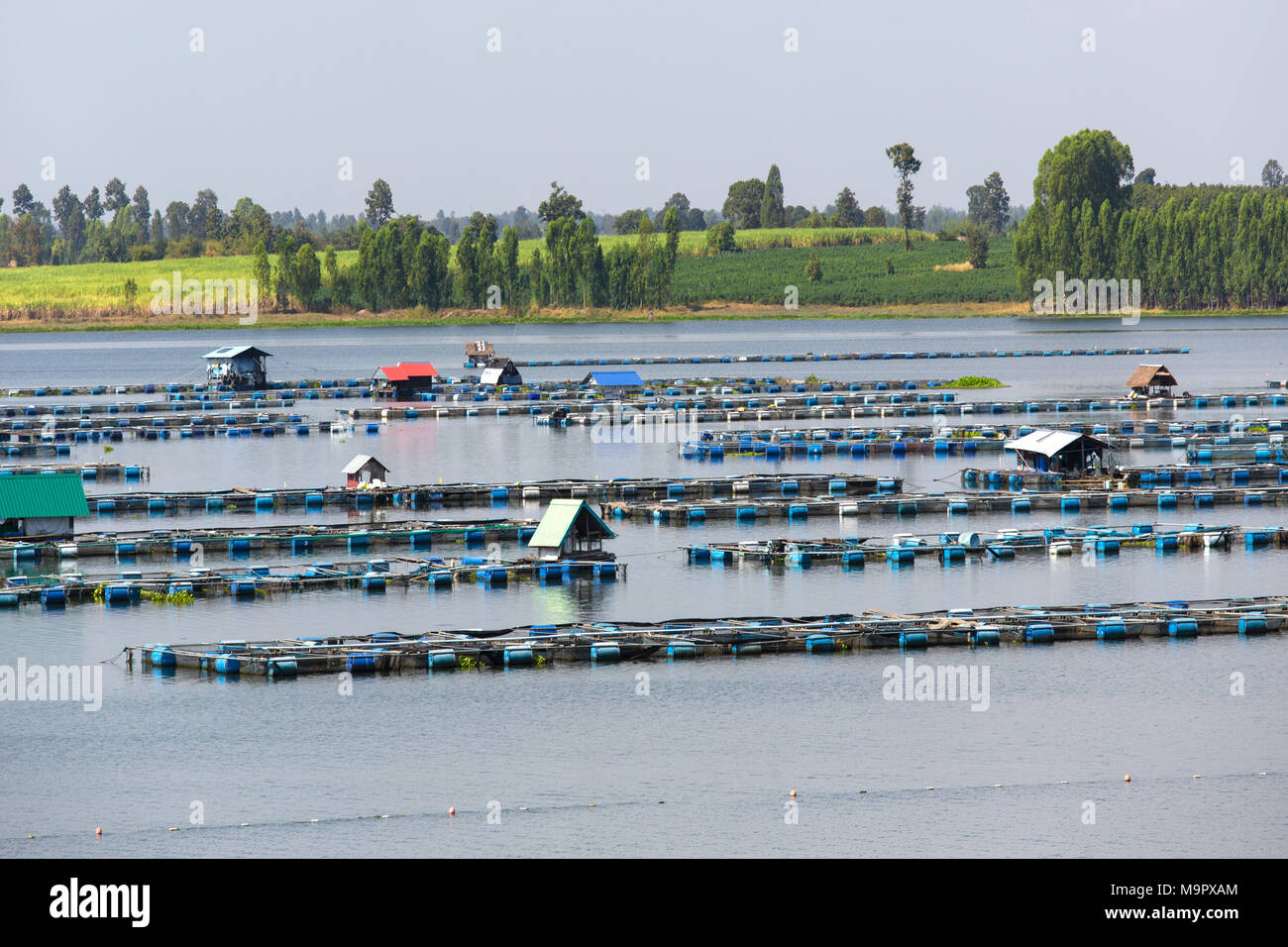 Granja de peces de agua dulce en el río Pao Lam, Lam Pao Dam, no Buri, provincia de Kalasin, Isan, Tailandia Foto de stock